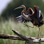 Les petites bêtes de la Gargaude