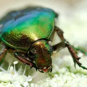 Les petites bêtes des prairies : Un safari miniature au cœur de la nature