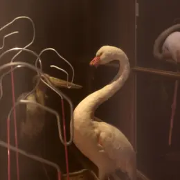 Les Petits jeux d’Aliçe