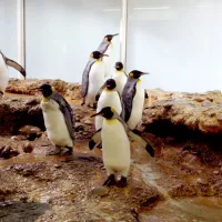 Les pinguins du zoo de Bâle DR