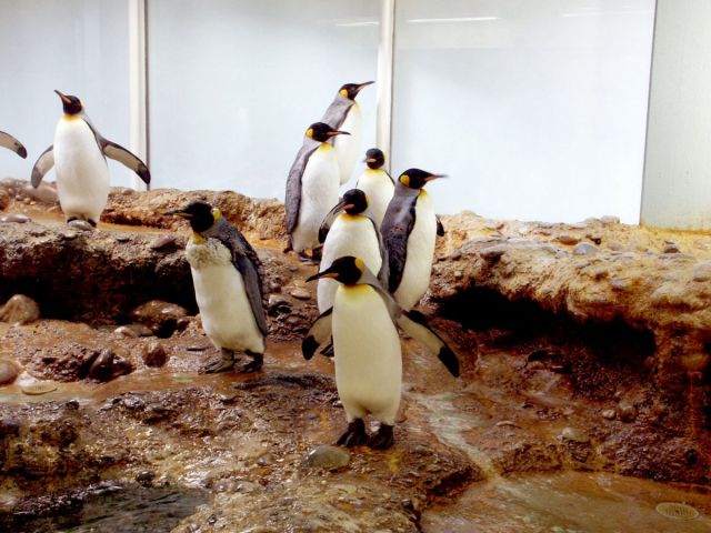 Les pinguins du zoo de Bâle
