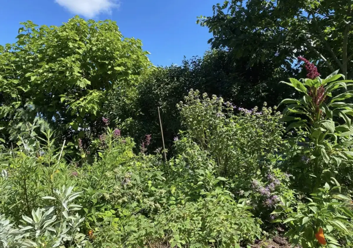 Les plantes au-delà du regard, la visite guidée - Rendez-vous aux jardins