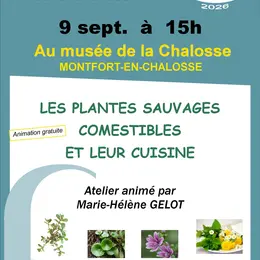 Les plantes sauvages comestibles et leur cuisine