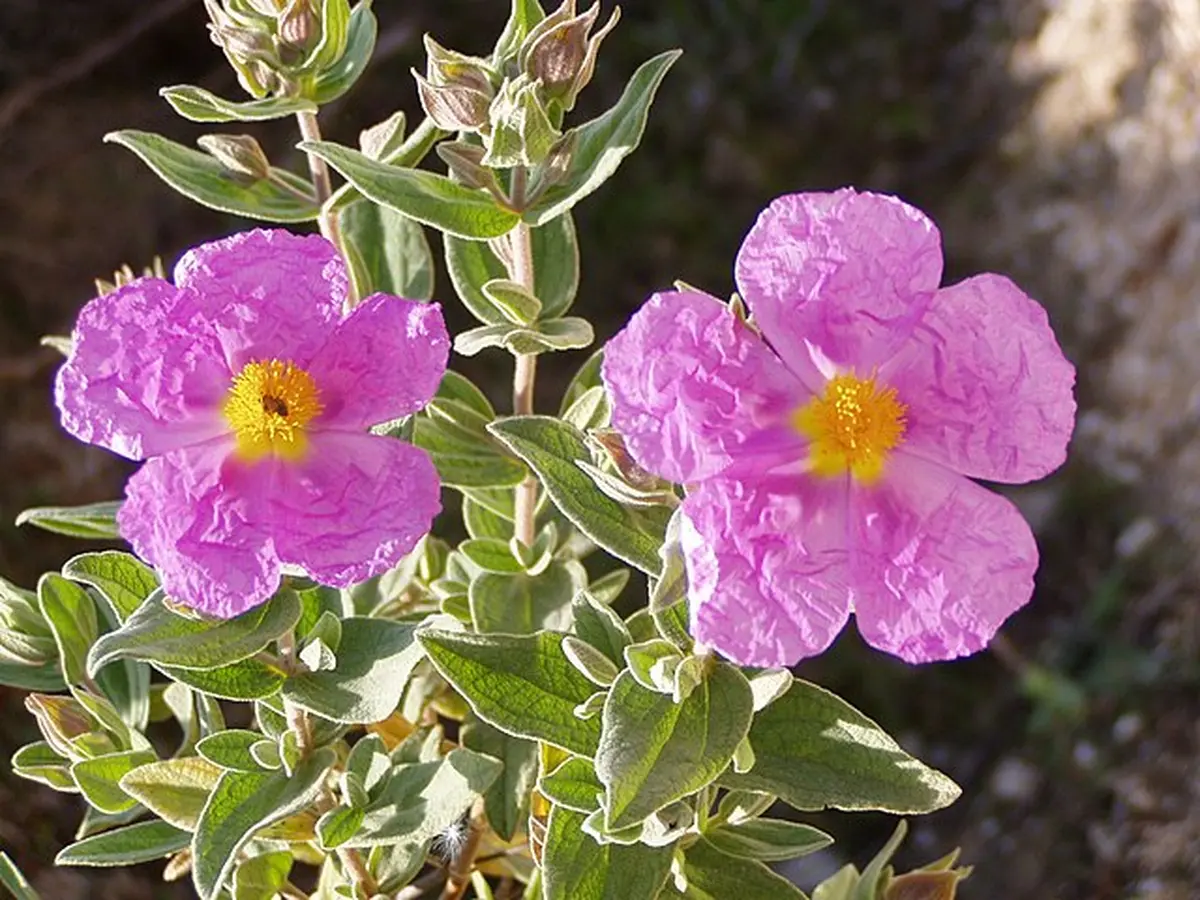 Les plantes sauvages locales méditerranéennes et comestibles
