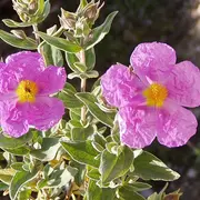 Les plantes sauvages locales méditerranéennes et comestibles