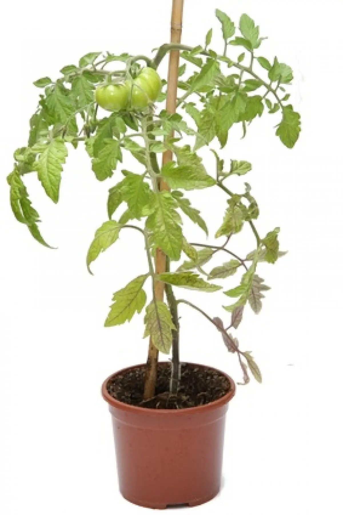 Les plants de tomates, faciles à cultiver sur une terrasse