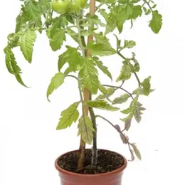 Plantes et fleurs : trois plantes faciles à cultiver