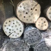 Les pollinisateurs sauvages