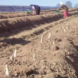 Les producteurs d'asperges en Alsace
