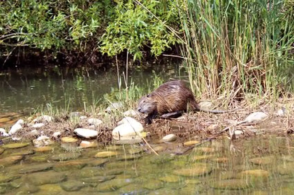 Les ragondins, eux, travaillent !
