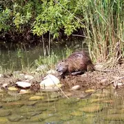 Sortie en canoë sur l'Ill aux alentours de Sélestat