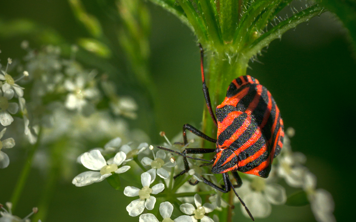 Les relations entre les plantes et les insectes