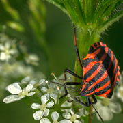 Les relations entre les plantes et les insectes