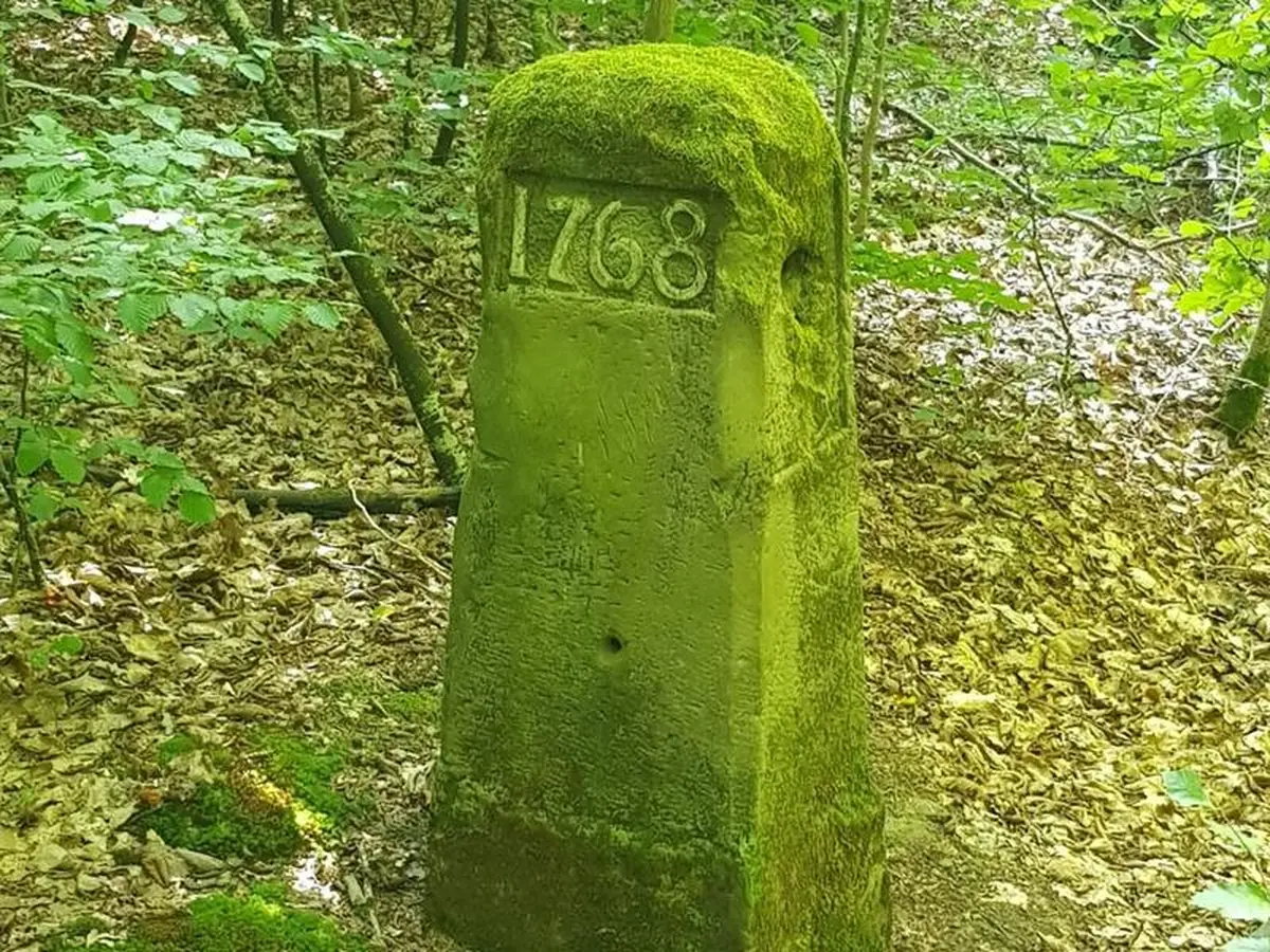 Les Rendez-vous Nature - Découverte de la forêt de Zetting