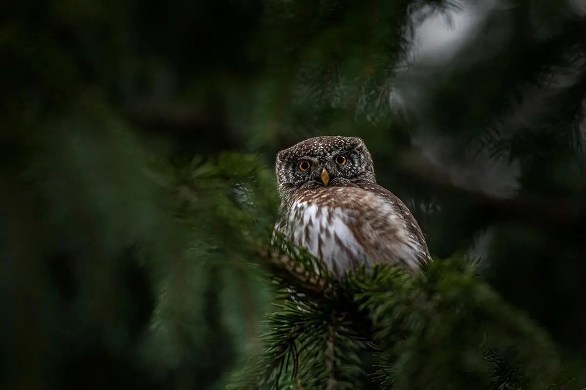 Les Rendez-vous Nature en famille : Veillée et balade crépusculaire au Jardin Bourian