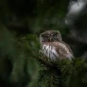 Les Rendez-vous Nature en famille : Veillée et balade crépusculaire au Jardin Bourian