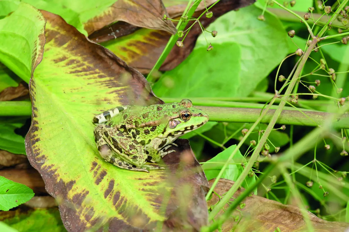 Les Rendez-vous Nature - Gribouille la grenouille
