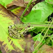Les Rendez-vous Nature - Gribouille la grenouille