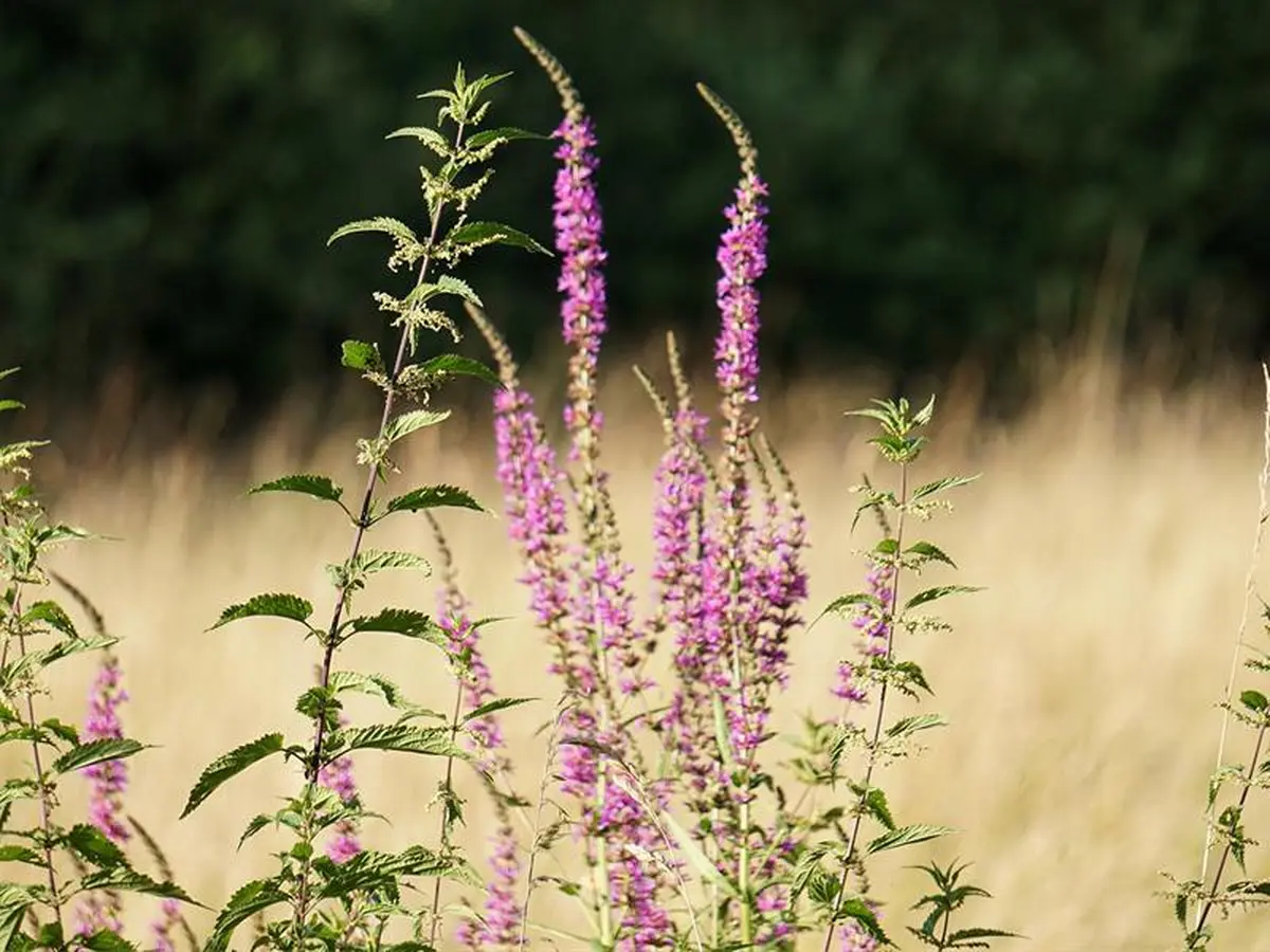 Les Rendez-vous Nature - Nature prestigieuse d'un site Natura 2000