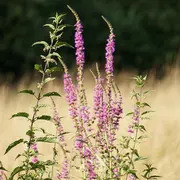 Les Rendez-vous Nature - Nature prestigieuse d'un site Natura 2000