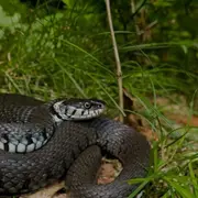 Les reptiles de la Saligue