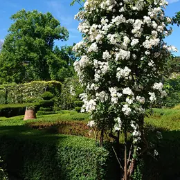 Les Roses anciennes