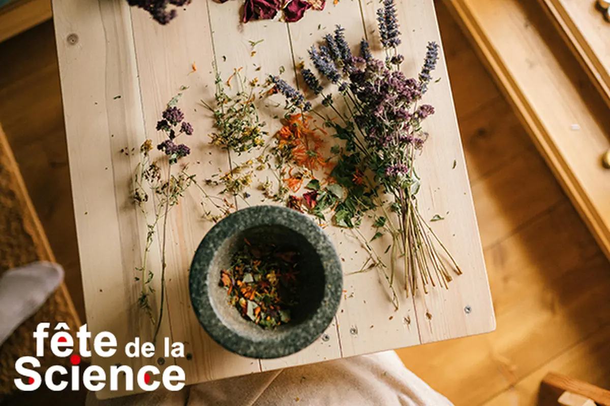 Les sauvageonnes comestibles de nos chemins - FÊTE DE LA SCIENCE