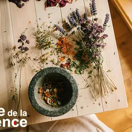 Les sauvageonnes comestibles de nos chemins - FÊTE DE LA SCIENCE