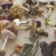 Les secrets de champignons à Versigny !