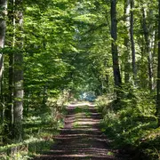Les secrets de la forêt de Dreux