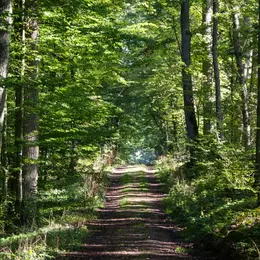 Les secrets de la forêt de Dreux