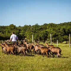 Les secrets de la Fromagerie Rérolle à Liglet