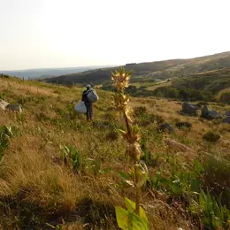 Les Secrets Des Plantes Sauvages Des Sommets