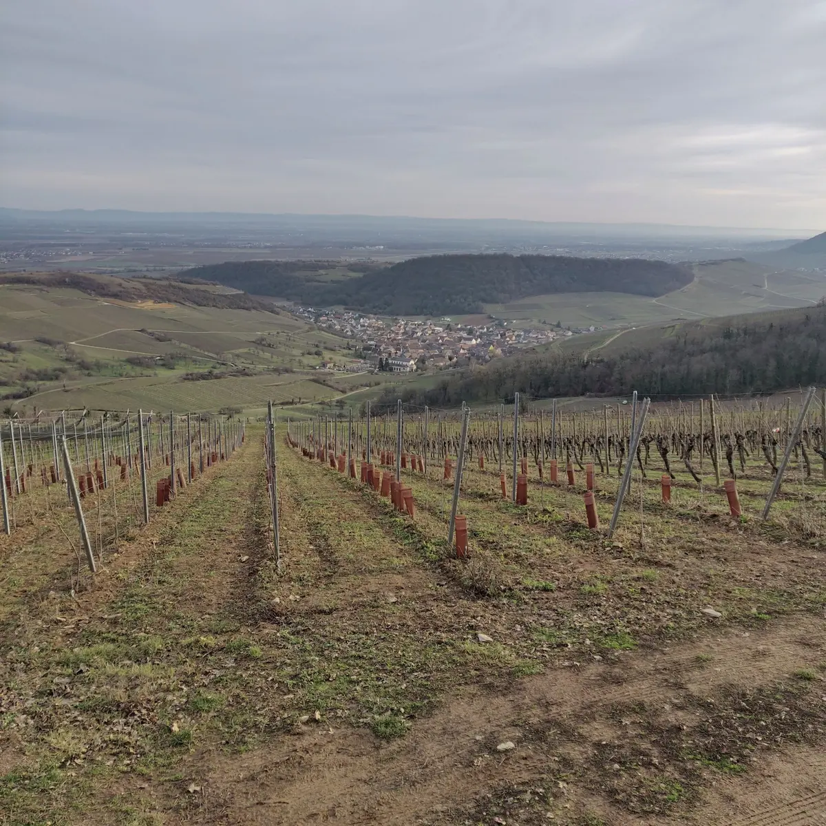 Les secrets du Bollenberg