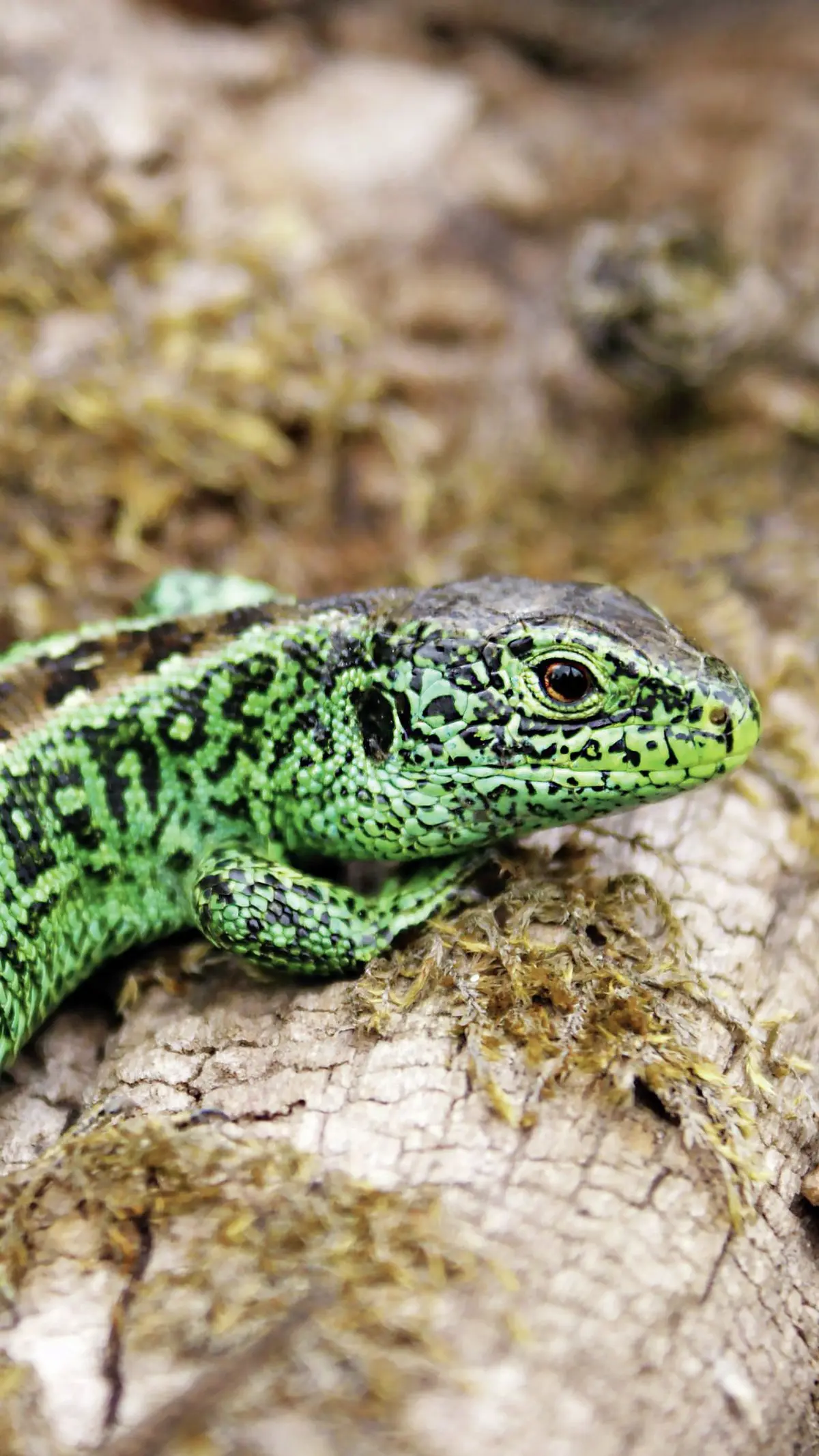 Les secrets du Bollenberg