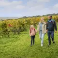 Les secrets du vignoble - Balade commentée dans les vignes suivi d'une dégustation