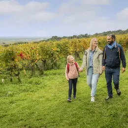 Les secrets du vignoble - Balade commentée dans les vignes suivi d'une dégustation