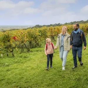 Les secrets du vignoble - Balade commentée dans les vignes suivi d'une dégustation