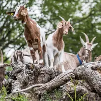 Les semaines culinaires du chevreau DR