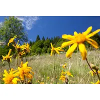Les semaines culinaires du chevreau DR