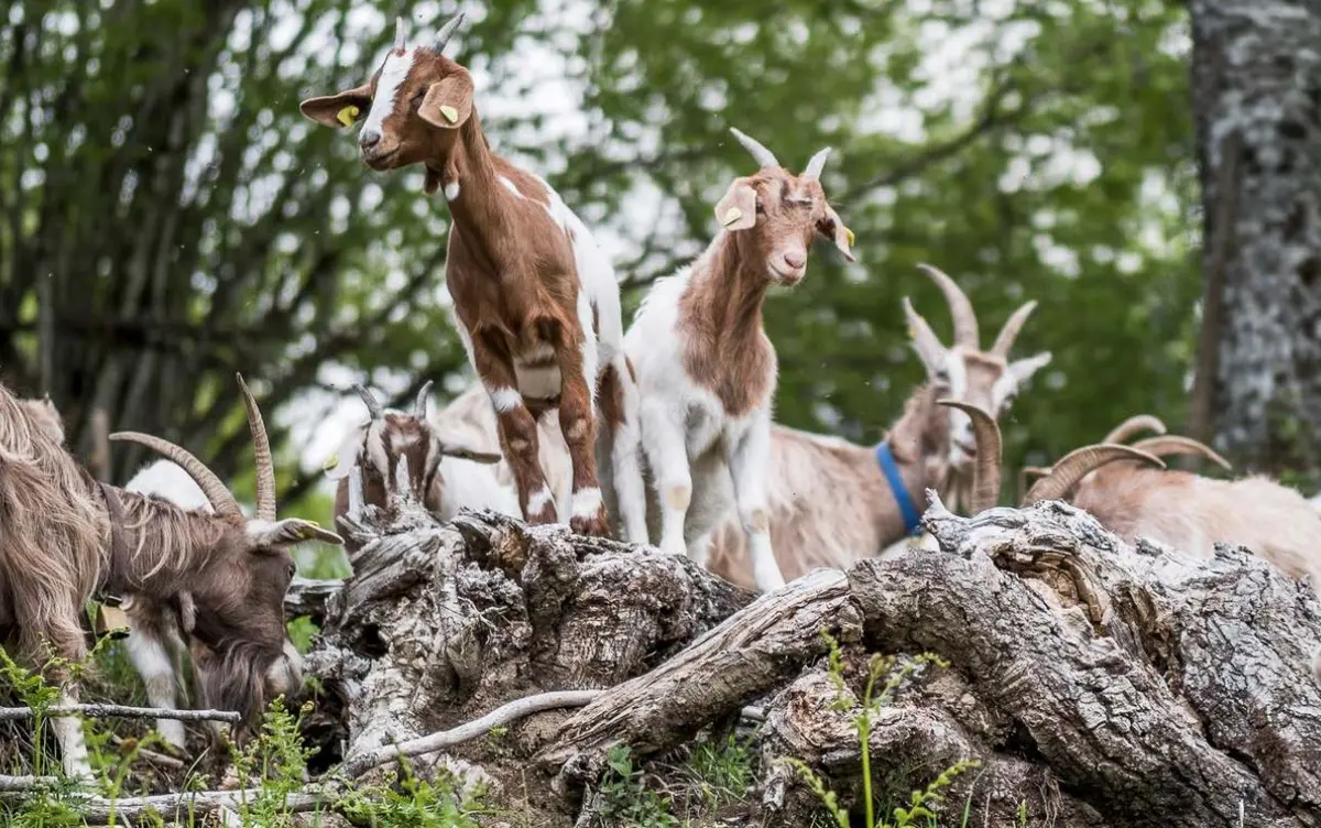 Les semaines culinaires du chevreau