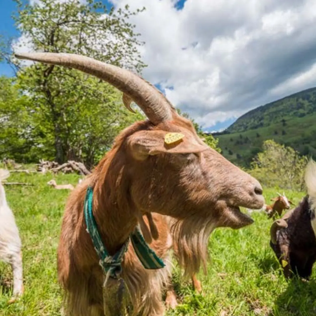 Les semaines culinaires du chevreau