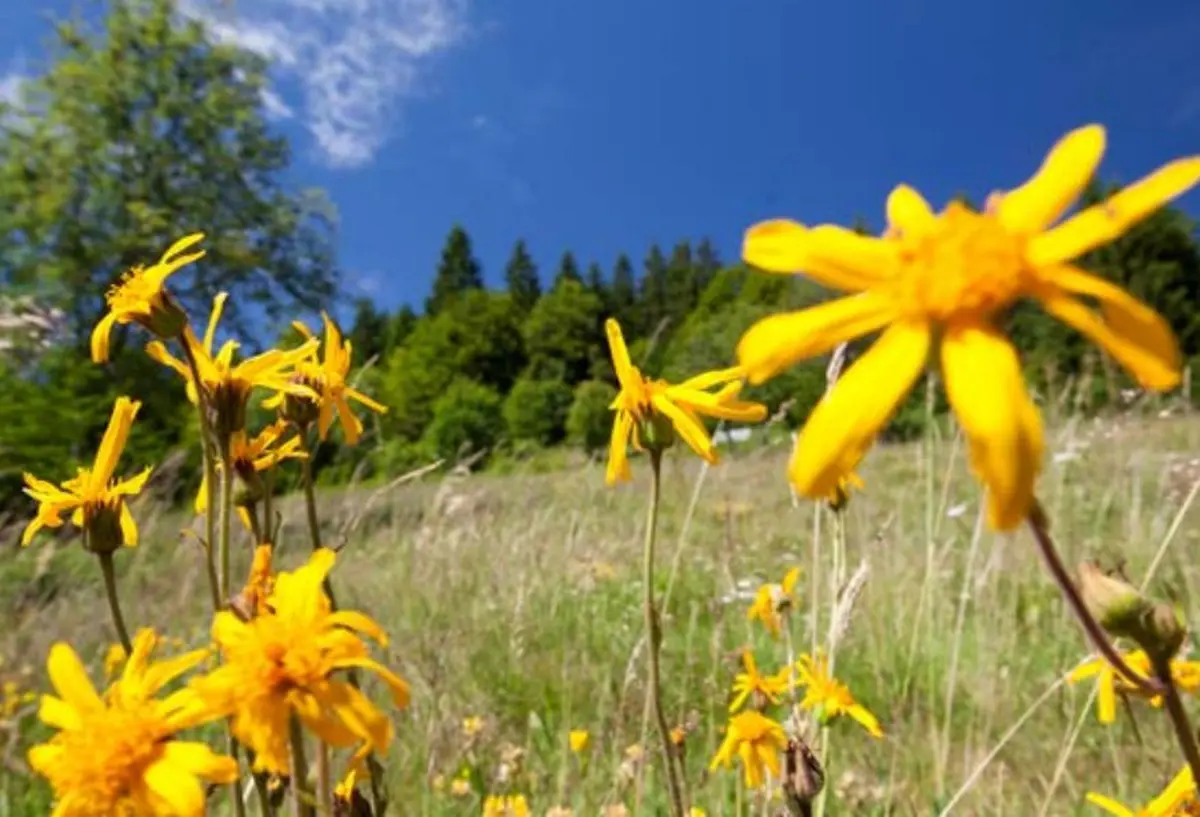 Les semaines culinaires du chevreau