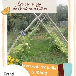 Les semences de Graines d'Olive