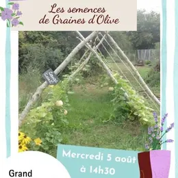 Les semences de Graines d'Olive