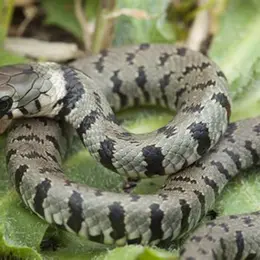 Les serpents d'Aquitaine