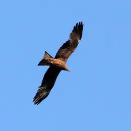 Les Sorties Nature : Découverte Des Rapaces