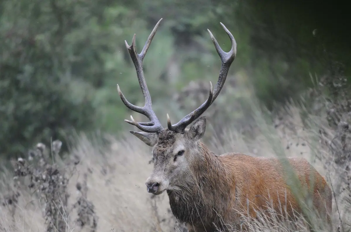 Les Sorties Nature - Ecouter Le Brame Du Cerf