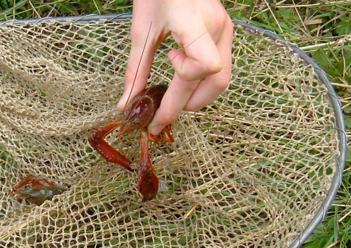 Les Sorties Nature : Pêche De L'Ecrevisse