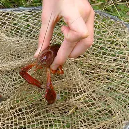 Les Sorties Nature : Pêche De L'Ecrevisse
